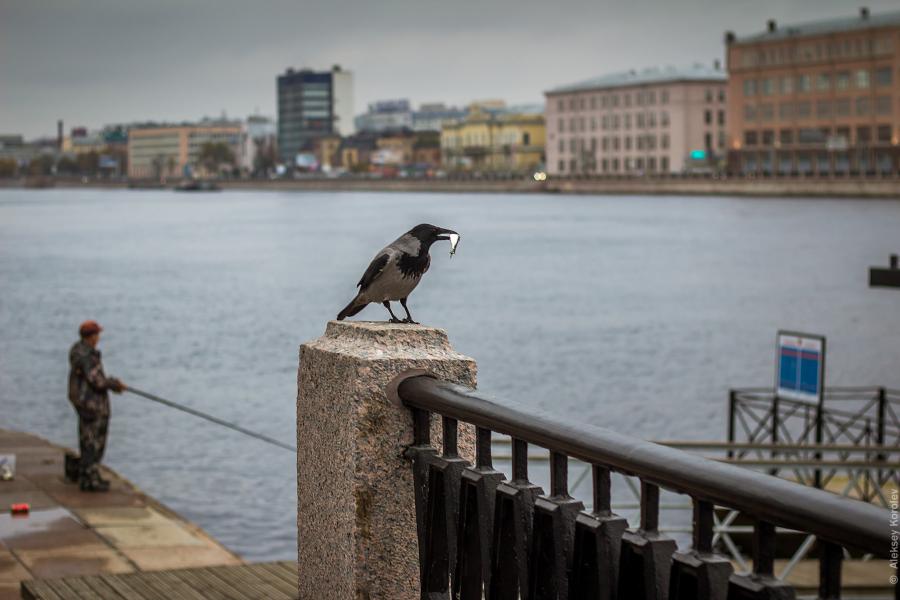 Ворона украла рыбу