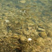 Посмотреть крупнее