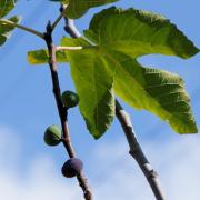 Посмотреть крупнее