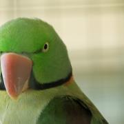 Посмотреть крупнее