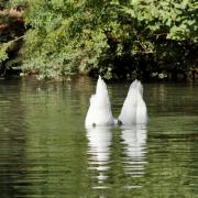 Посмотреть крупнее