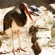 Посмотреть крупнее