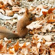 Посмотреть крупнее