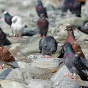 Посмотреть крупнее