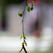 Посмотреть крупнее