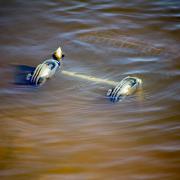 Посмотреть крупнее