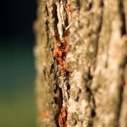 Посмотреть крупнее