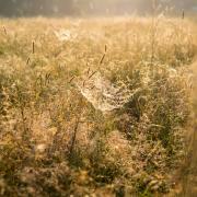 Посмотреть крупнее