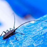 Посмотреть крупнее