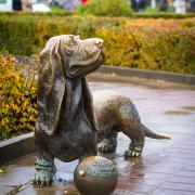 Такса, Кострома