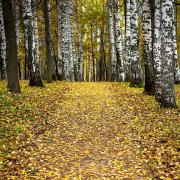 Посмотреть крупнее