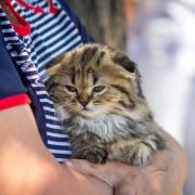 Посмотреть крупнее