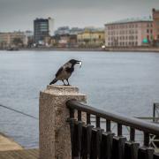 Ворона украла рыбу